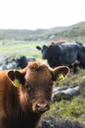 Consumers urged to support Scottish Beef
