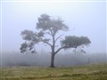 Call for volunteers to shout it from Cairngorms treetops!
