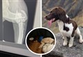 ‘We’re heartbroken’: Spaniel pup Talisker will lose her leg unless £4000 can be raised