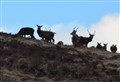 Deer management in the Highlands and beyond under the spotlight