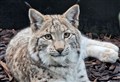 WATCH: Search on to find ‘forever home’ for three lynx illegally released into Cairngorms National Park