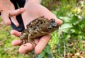 Top tips for creating an amphibian paradise in your Highland garden