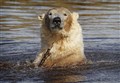 Highland Wildlife Park to reopen its gates later this month