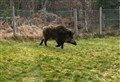 Badenoch’s boar hunt goes on after yet another is spotted