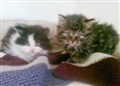 Anger after kittens dumped and left to die by A9