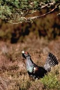 Glenmore visitors urged not to stress out capercaillies