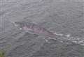 Is this the latest snapshot of Nessie?