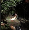 Just some of the tree falls reported along the A82. Picture: Bear Scotland.