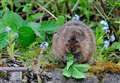 Water vole watchers needed this spring in Badenoch and Strathspey