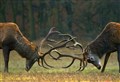 Hillgoers urged to check deer stalking hotline ahead of trips