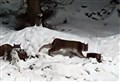 Second Kingussie lynx pair safely trapped