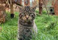 WATCH: First wildcats to be released into the wild in Cairngorms are born