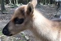 WATCH: Newborn forest reindeer calves find their legs at Highland Wildlife Park