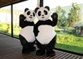 Panda-monium expected at the Highland Wildlife Park