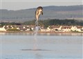 Moray Firth bottlenose dolphins breach the surface near Chanonry Point. Picture: Ally Kemp