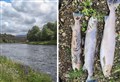 SEPA Spey fish deaths report published