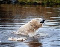 Grin and polar bear it!