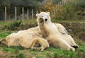 Polar bear breeding plans at Highland Wildlife Park will have to wait