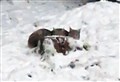 PICTURES: Gotcha! Lynx big cats caught after Highlands police alert