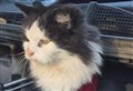 ‘Santa’ cat hitched a ride from home to Carrbridge in a builder’s van
