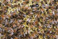 ‘Save the bee’ plea emerges as MPs consider delayed environment legislation