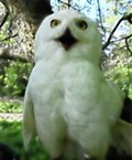 Harry Potter stars to make flying visit to Cairngorms