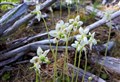 Renewed hopes for future of one of UK’s rarest plants after strath success
