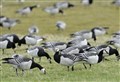 Warning that avian flu is set to continue through nesting season