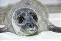 Highland seal pup is first to be rescued this season