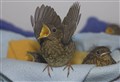 Highland bird fans shouldn't over-react to finding 'lost' fledglings
