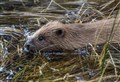 Gnawing concerns remain amongst farmers after return of beavers to Cairngorms