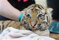 PICTURES: It's a boy.... and two girls! Rare Amur tiger cubs are sexed at Highland Wildlife Park