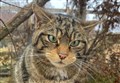 First captive breed Scottish Wildcats to be released into Cairngorms this summer
