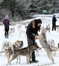 Big chill in Cairngorms will do nicely for sleddogs 