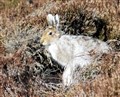 Highland moor managers respond to mountain hare cull criticisms