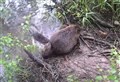 WATCH: More beaver kits born in the Cairngorms go on show