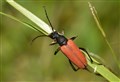 GOING WILD: The big beetle hunt
