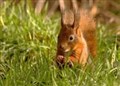 Scotland's red squirrels face a new threat 