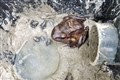 Critically endangered mountain chicken froglets hop into world at London Zoo