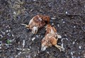 PICTURES: Shocking images of more chickens slaughtered by 'uncontrolled' dog in Kingussie