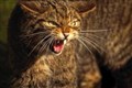 Crowd-fund to help save Scottish wildcats