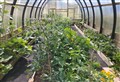 Women's networking event coming live... from a polytunnel by Grantown