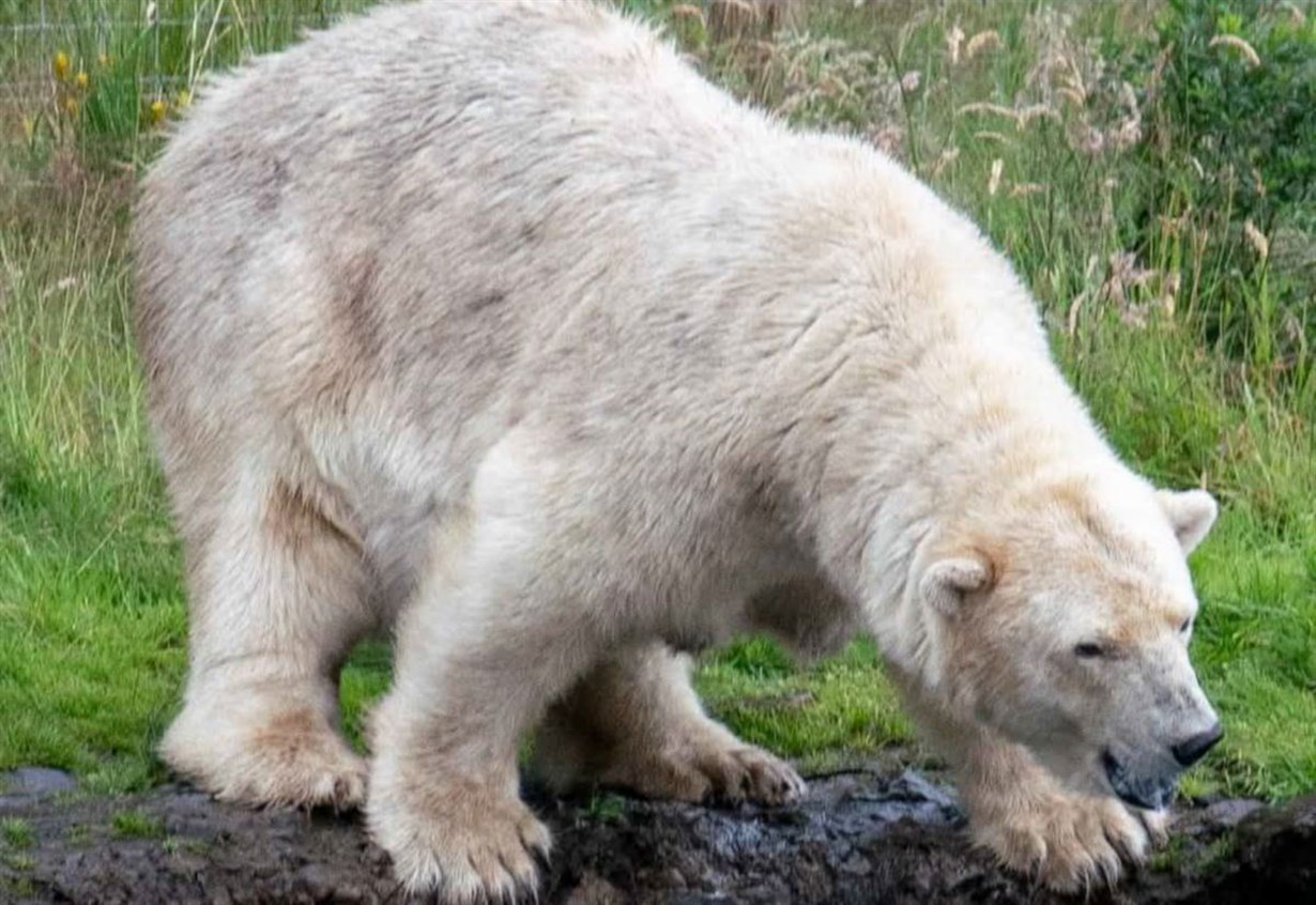 Badenoch has lost its beautiful polar bear Victoria