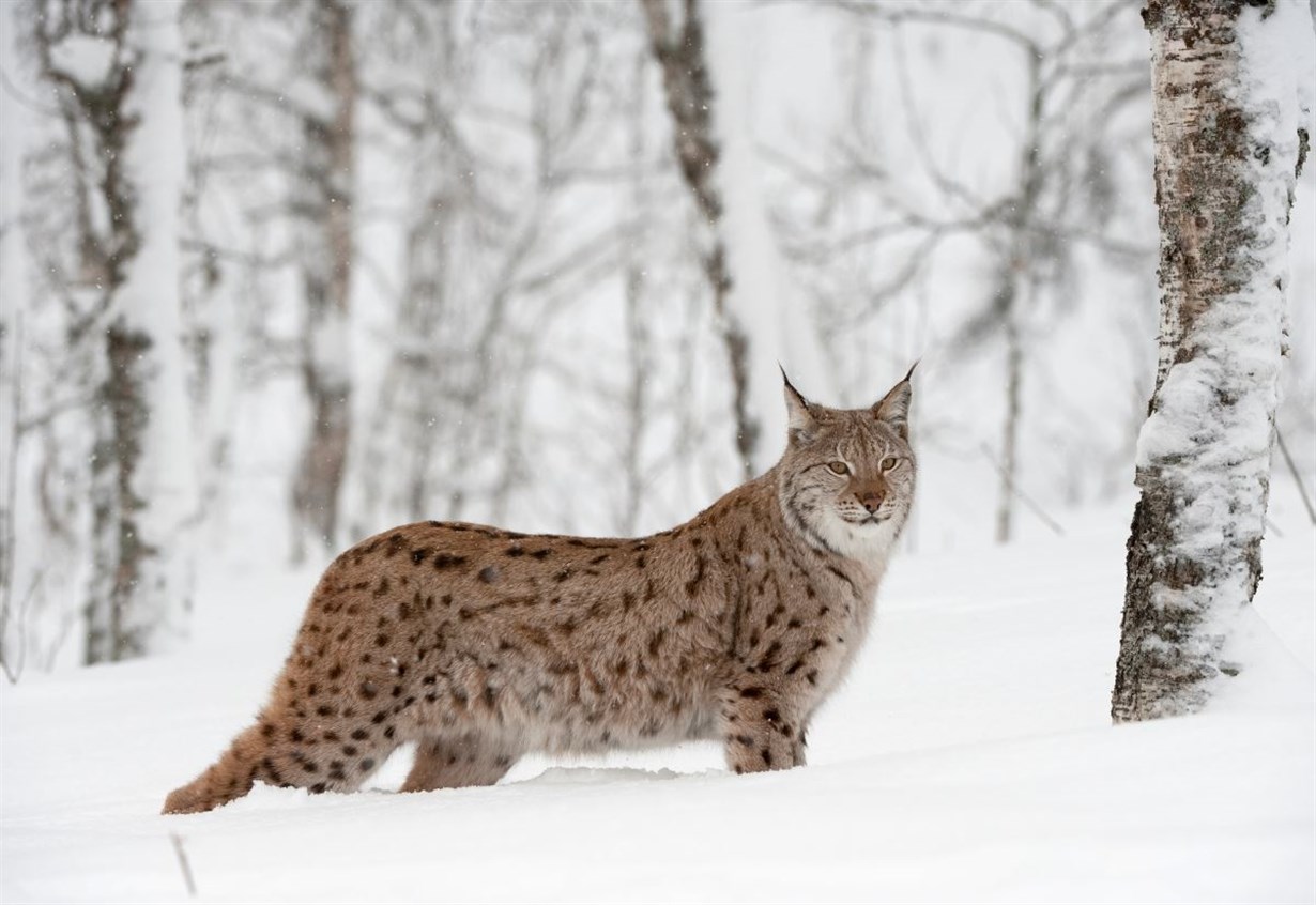 Illegal Badenoch releases aside, could we see lynx returned?