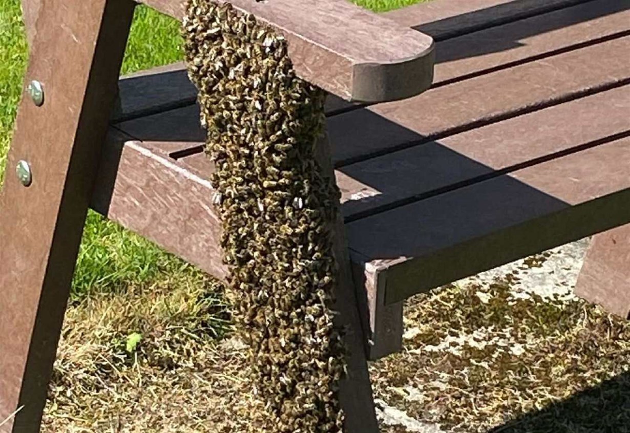 Aviemore beekeepers to rescue as swarm rests on public bench