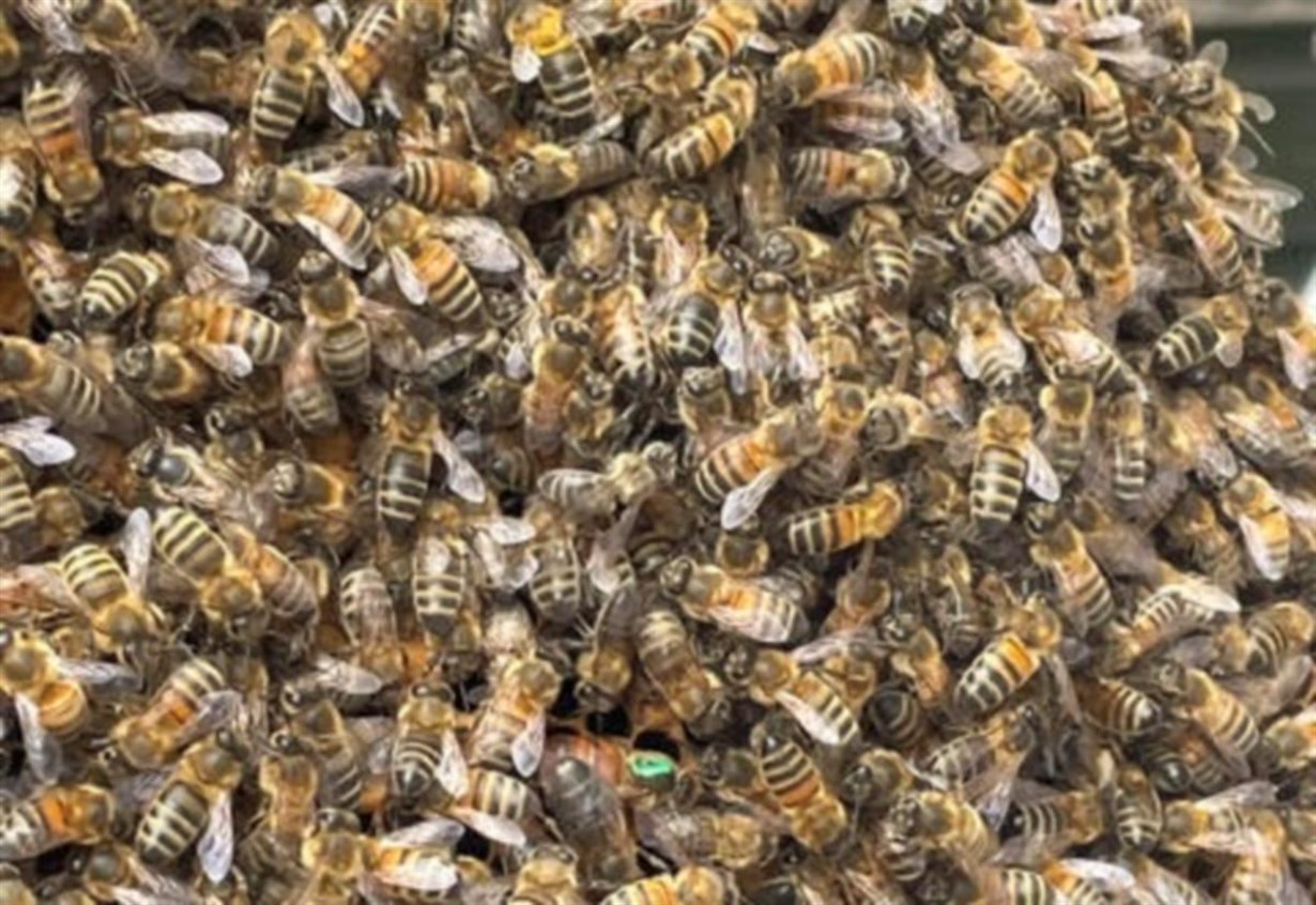 Fight for Badenoch and Strathspey’s bees stepped up with new ‘recruits’