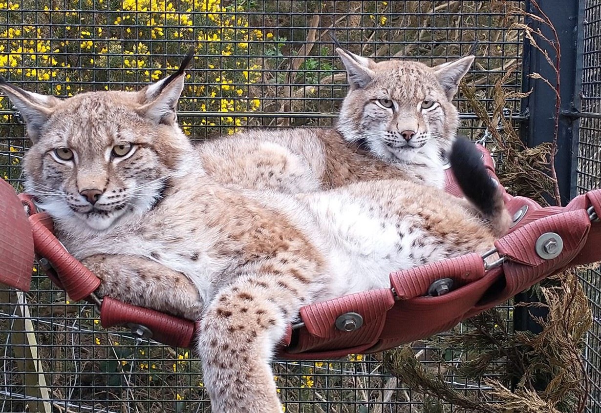 WATCH: Lynx return to Kincraig - but this time it’s bliss!