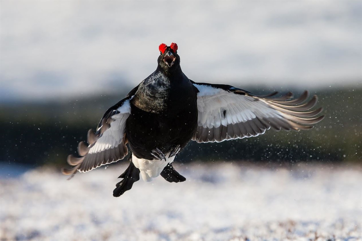 One of Andy Howard's photos.