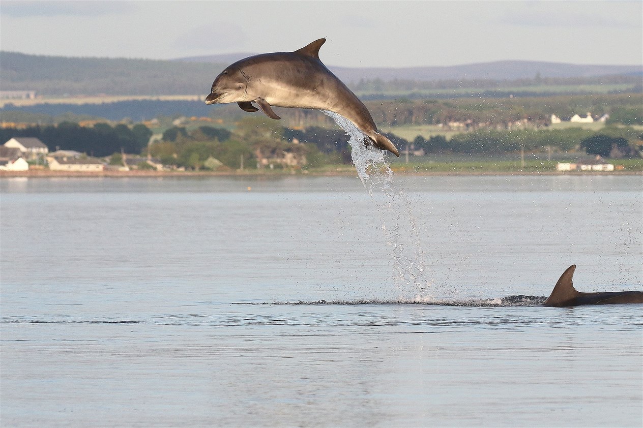 Moray Firth bottlenose dolphins breach the surface near Chanonry Point. Picture: Ally Kemp