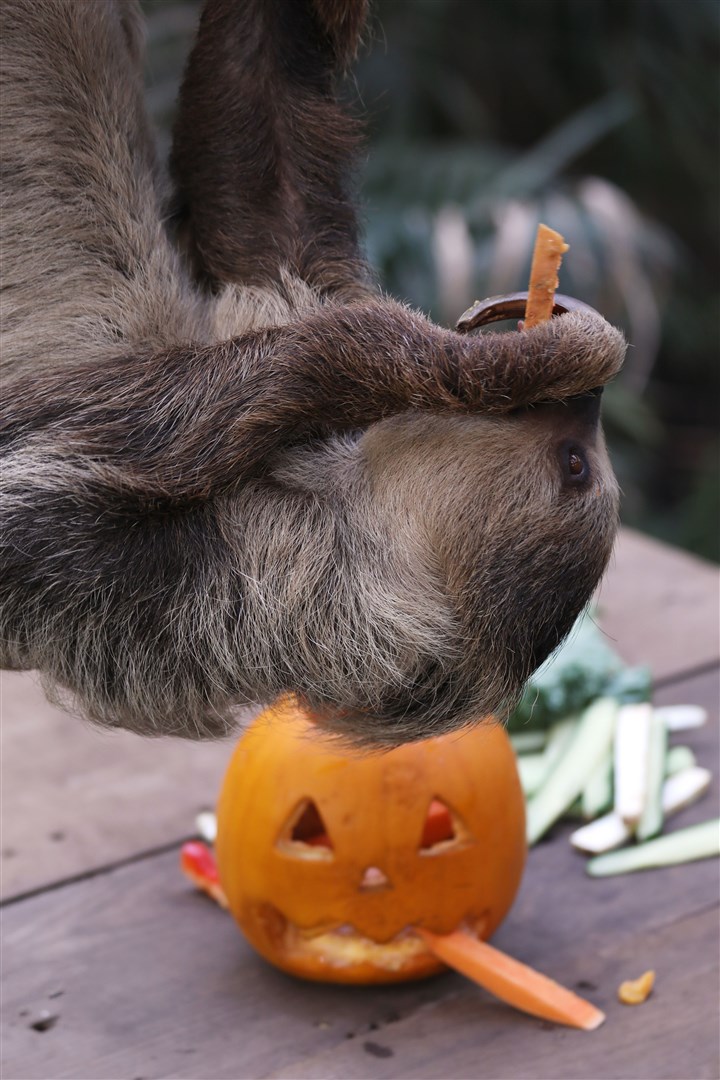 Sloth Nico hanging about with his new mate.